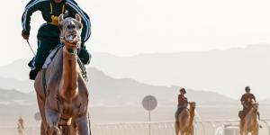 أخضر الهجن يشارك في البطولة الآسيوية - تكنو بلس