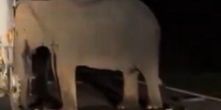 فيل
صغير
يلقى
مصرعه
تحت
عجلات
شاحنة..
وأمه
تنتقم
|
فيديو - تكنو بلس