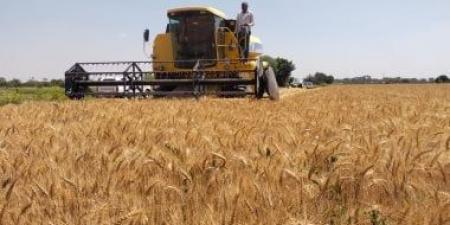 الذهب الأصفر.. حصاد 250 ألف فدان من محصول القمح فى غيطان الشرقية
