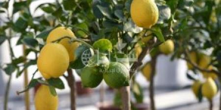 دينار
      و
      65
      قرشًا
      أعلى
      سعر
      لليمون
      في
      السوق
      المركزي - تكنو بلس