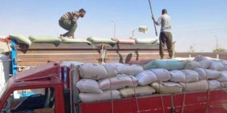 حصاد 37000 فدان قمح بالقليوبية وتوريد 62062 طنا للصوامع حتى الآن