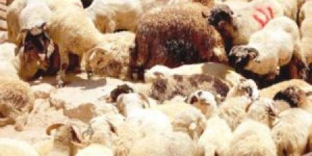 مربو
      المواشي:
      الأضاحي
      البلدية
      بين
      220
      و250
      ديناراً - تكنو بلس