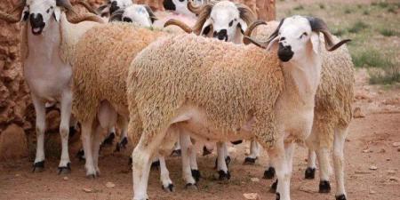 جهز
      أضحيتك
      للعيد
      الكبير..
      سعر
      كيلو
      الخرفان
      قائم
      اليوم
      السبت
      31
      مايو
      2025 - تكنو بلس