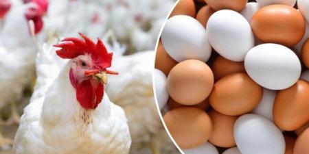 الفراخ
      البيضاء
      بكام؟..
      أسعار
      الدواجن
      والبيض
      اليوم
      الأربعاء
      4-6-2025 - تكنو بلس