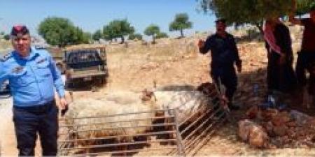 جولات
      تفقدية
      على
      حظائر
      الأضاحي
      في
      عجلون - تكنو بلس