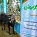 غدا 
البدء
فى
ذبح
45
عجلا
للأضحي
ببني
سويف - تكنو بلس