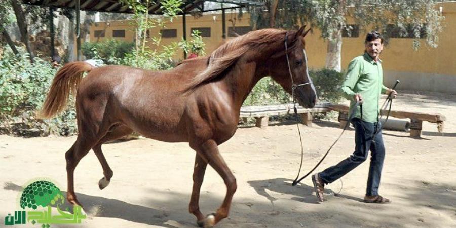 محطة
      الزهراء
      لتربية
      الخيول..
      خطوة
      مصرية
      نحو
      العالمية - تكنو بلس