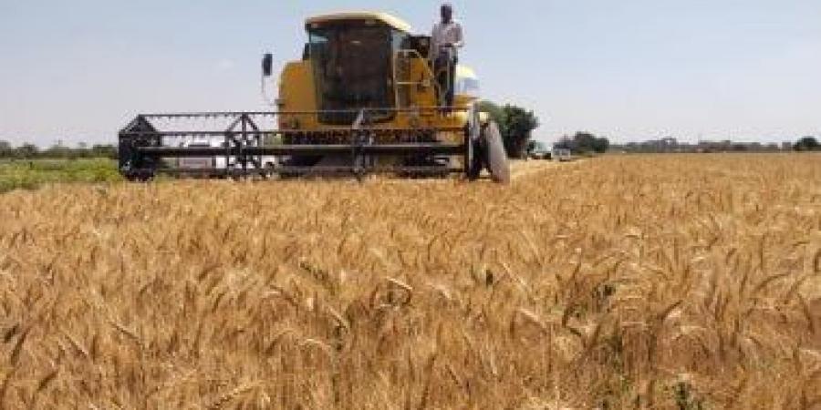 حصاد 30600 فدان قمح بالقليوبية وتوريد 32505 طنا للصوامع حتى الآن