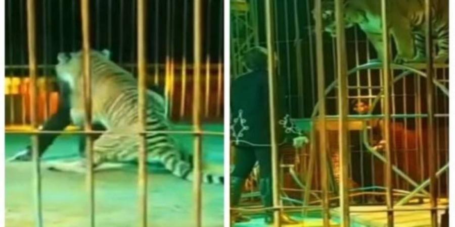 31 مايو.. أولى جلسات محاكمة مدربة أسود سيرك طنطا في واقعة النمر - تكنو بلس