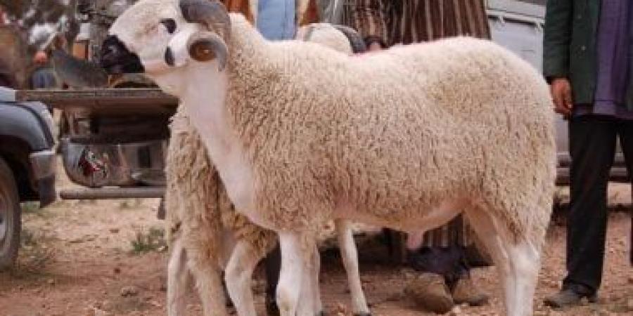 قبل عيد الأضحى.. خلى بالك الحبس سنة عقوبة ذبح الأضحية فى الشارع