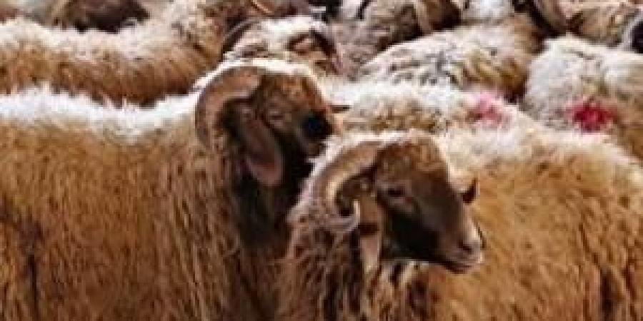 ما
      حكم
      شراء
      الأضحية
      عن
      طريق
      "البطاقات
      الائتمانية"؟
      ..
      الإفتاء
      الأردنية
      تُجيب - تكنو بلس