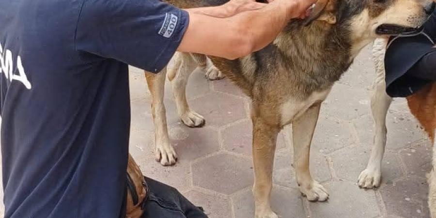 حملات مكثفة ودورية لتطعيم الكلاب الضالة بمدينة العبور ضد "السعار".. صور