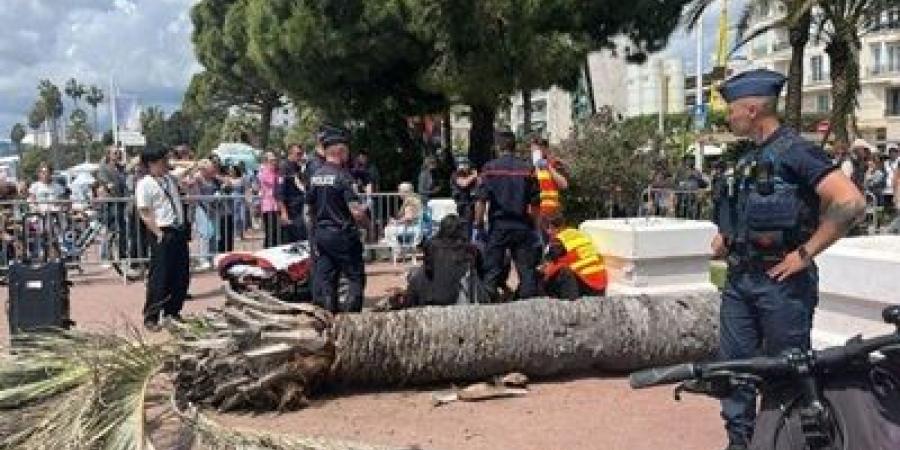 بالصور..
سقوط
نخلة
في
مهرجان
كان
على
أحد
الحاضرين - تكنو بلس