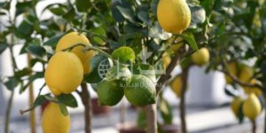 دينار
      و
      65
      قرشًا
      أعلى
      سعر
      لليمون
      في
      السوق
      المركزي - تكنو بلس