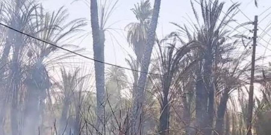 تفحم
١٥٠
نخلة
فى
حريق
بحاجر
اسنا
جنوب
غرب
الأقصر - تكنو بلس