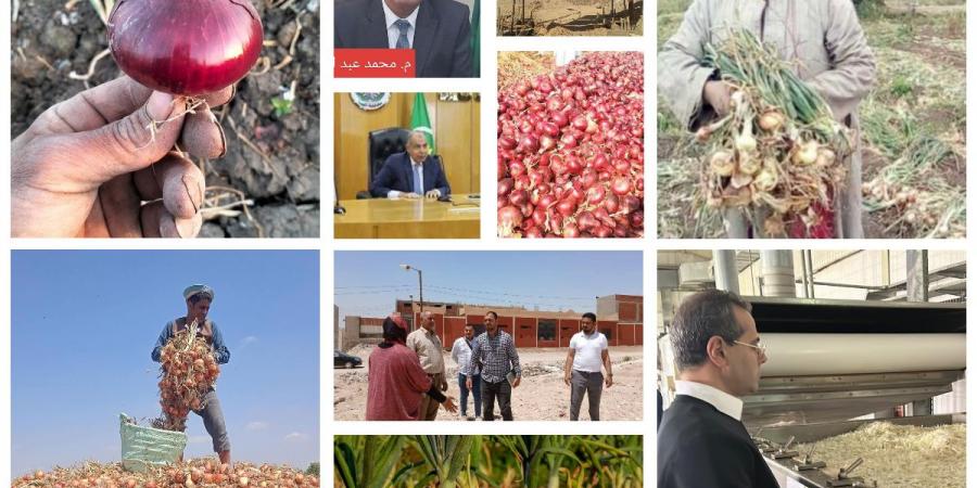 البصل
والثوم..
كنوز
الزراعة
المصرية..
في
قلب
الخريطة
العالمية - تكنو بلس