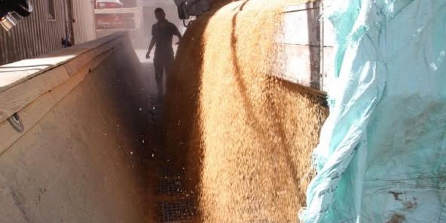 محافظ
أسوان
يتابع
توريد
كميات
القمح
لموسم
الحصاد
الحالى - تكنو بلس