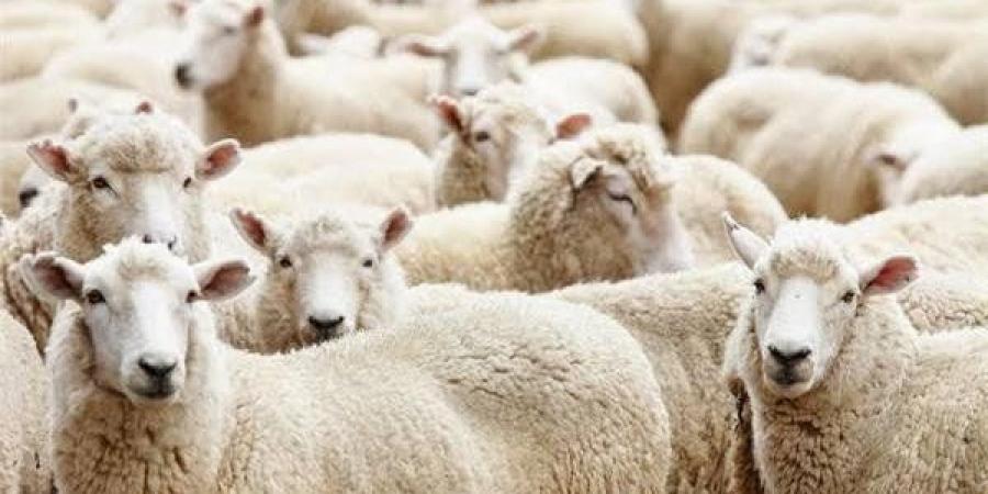هل
      يجوز
      تعدد
      الأضاحي
      في
      البيت
      الواحد؟..
      عضو
      مركز
      الأزهر
      تجيب - تكنو بلس