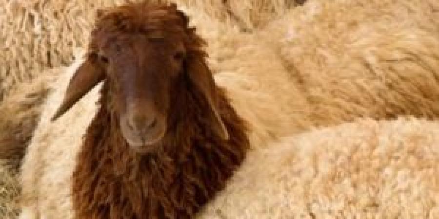 إعفاء
      مربي
      وتجار
      المواشي
      من
      رسوم
      الحظائر
      في
      المفرق - تكنو بلس