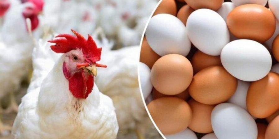 الفراخ
      البيضاء
      بكام؟..
      أسعار
      الدواجن
      والبيض
      اليوم
      الأربعاء
      4-6-2025 - تكنو بلس