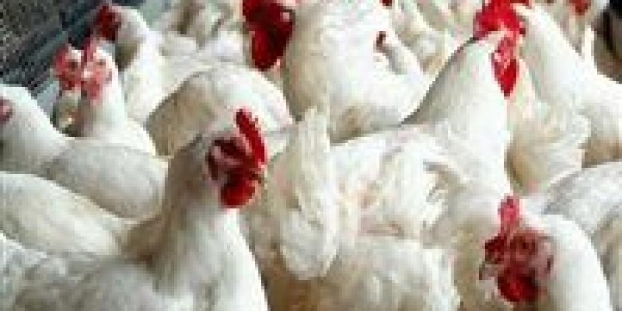 بنحو
      5
      جنيهات..
      ارتفاع
      اسعار
      الفراخ
      البيضاء
      اليوم
      الأربعاء - تكنو بلس