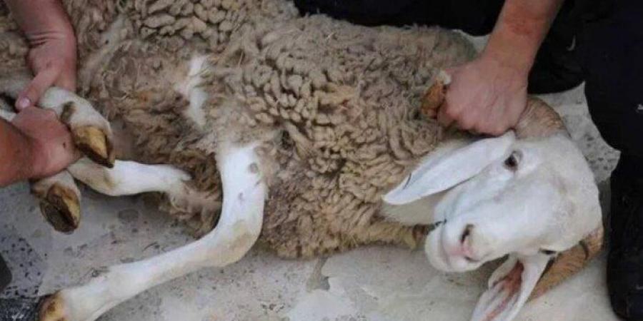 هل
      يجوز
      بيع
      شيء
      من
      الأضحية
      أو
      إعطاء
      الجزار
      جلدها
      كأجر؟..
      «الإفتاء»
      تجيب - تكنو بلس