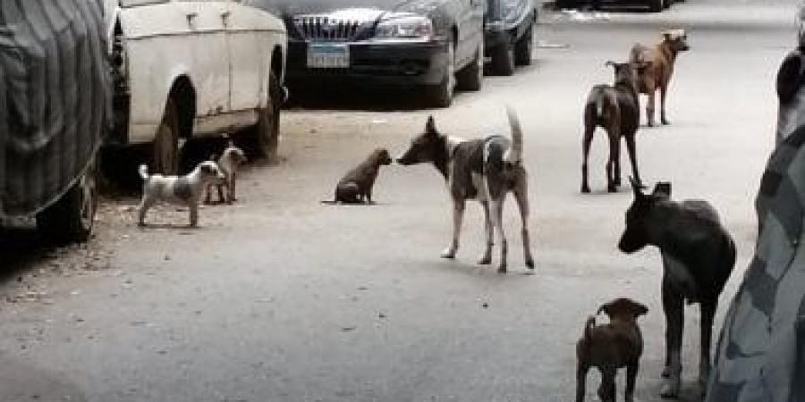 قانون حيازة الحيوانات.. سجل إلكترونى لكل كلب ورقم مسلسل على رقبته