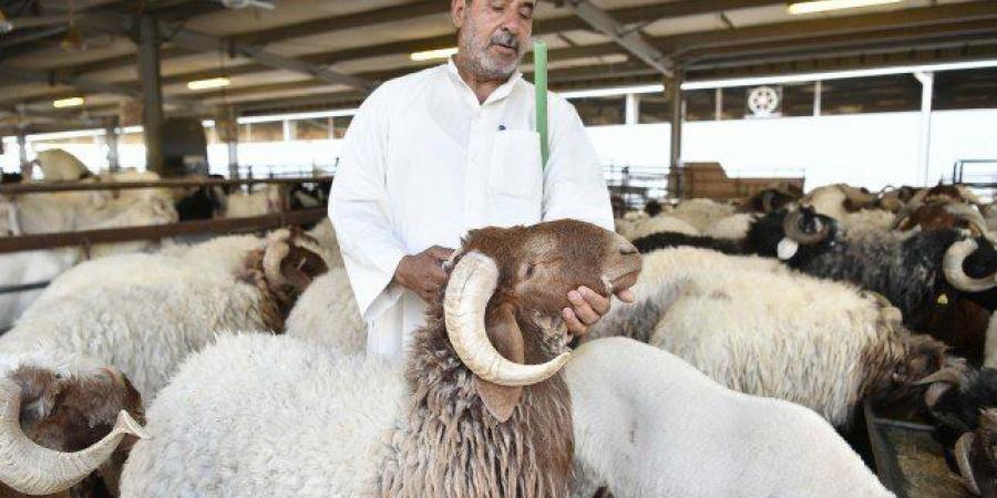أهل
      الكويت
      يحيون
      شعيرة
      ذبح
      الأضاحي
      تقربا
      الى
      الله
      وتخفيفا
      للأعباء
      على
      الفقراء - تكنو بلس