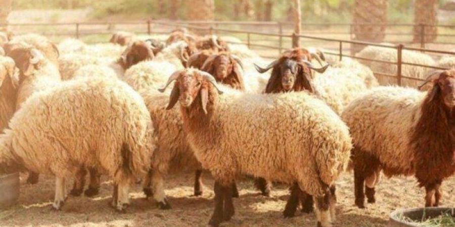 احذروا..
      خطأ
      شائع
      عند
      تناول
      لحوم
      الأضحية
      قد
      يؤدي
      إلى
      التسمم
      الغذائي - تكنو بلس