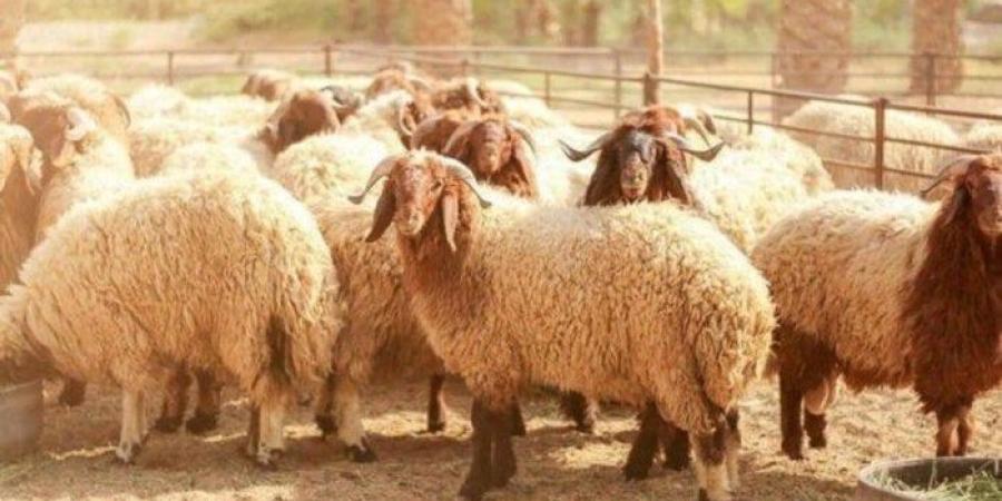 ما
      هو
      آخر
      موعد
      لذبح
      الأضحية؟..
      الإفتاء
      تُجيب - تكنو بلس