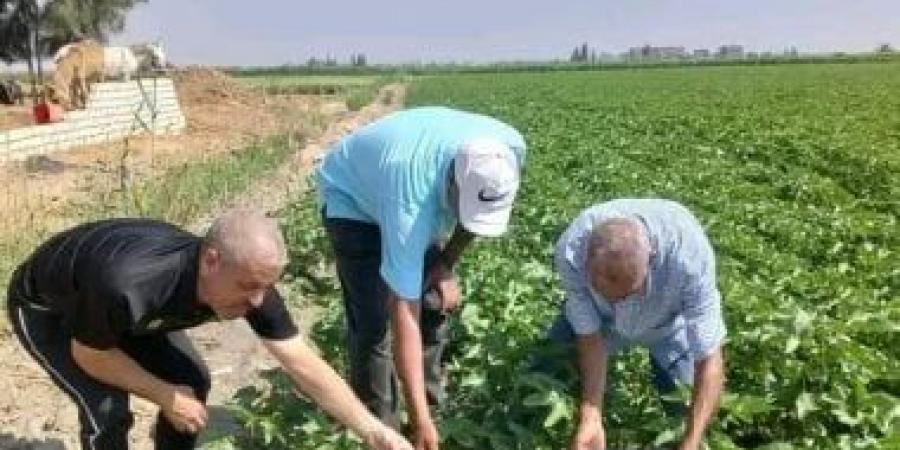 زراعة الإسماعيلية تواصل جهودها لحماية الرقعة الزراعية ومتابعة جودة المحاصيل