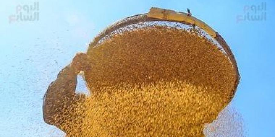 المنتج الذهبى.. 15 ألف فدان إجمالى المستهدف زراعته من السمسم بالشرقية