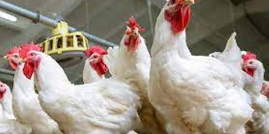  أسعار
الدواجن
اليوم
السبت
14-6-2025
  - تكنو بلس