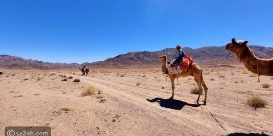 سحر صحراء سيناء: بوابة المغامرات والتاريخ في قلب مصر - تكنو بلس