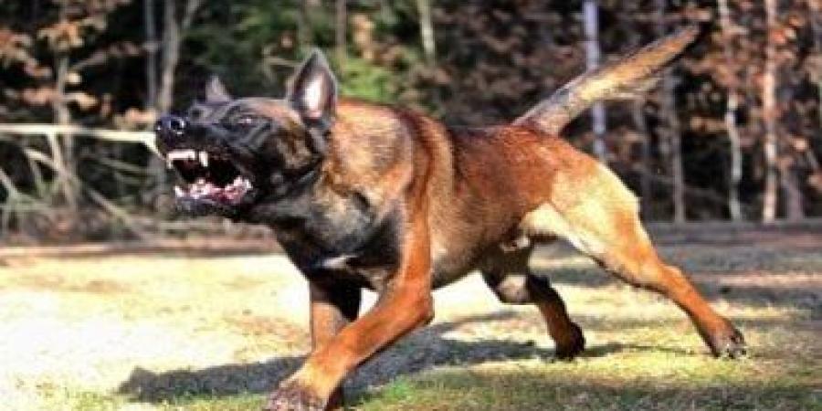 لمربى الحيوانات.. 4 حالات يجب إبلاغ السلطات عنها خلال أسبوع