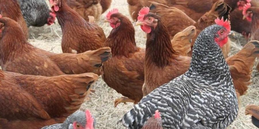 ارتفاع
      اسعار
      الفراخ
      اليوم
      وكرتونة
      البيض
      في
      بورصة
      الدواجن - تكنو بلس